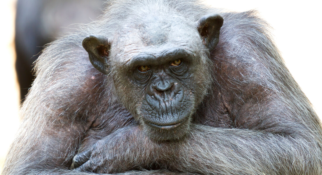 Close-up of a chimpanzee. Photo: Eduardo // Colourbox.com