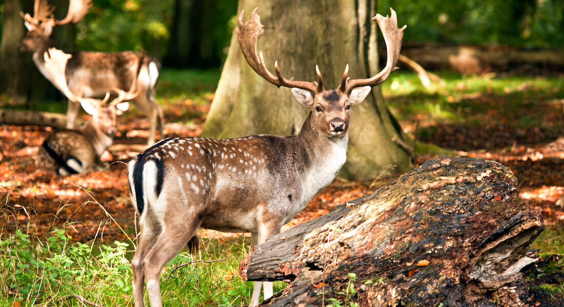 Deer in forest. Photo: ImaGic Photo v. Jens F.