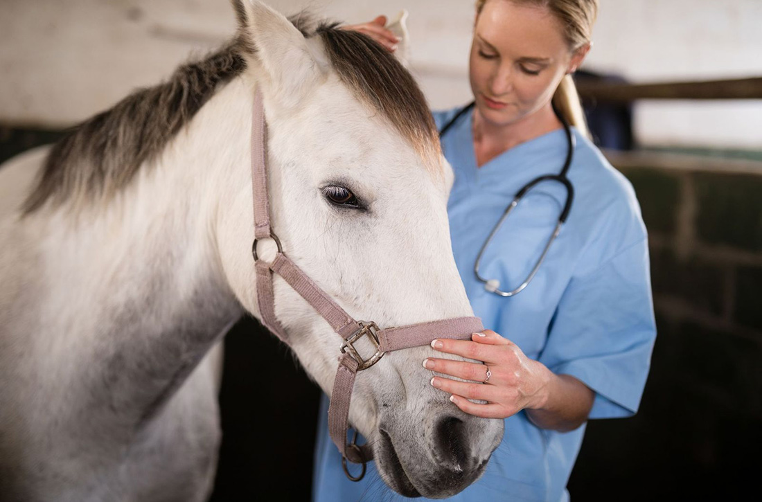 Female horse vet. Photo Wavebreakmedia Ltd, Dreamstime