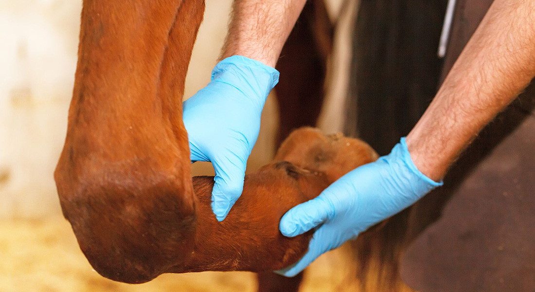 Vet checking horse leg. Photo: Anastasiya Pozniak, Dreamstime