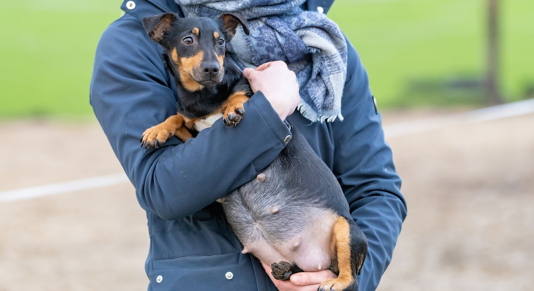 Pregnant dog // Dreamstime.com Pregnant dog // Dreamstime.com