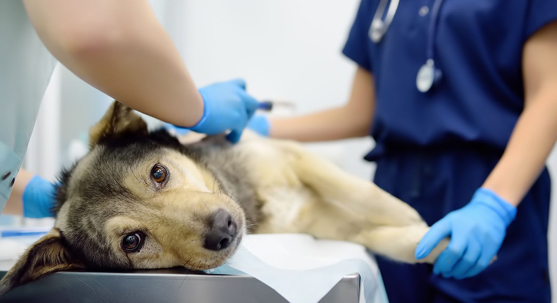 Dog receiving pain relief. Photo: Marysnm, Dreamstime