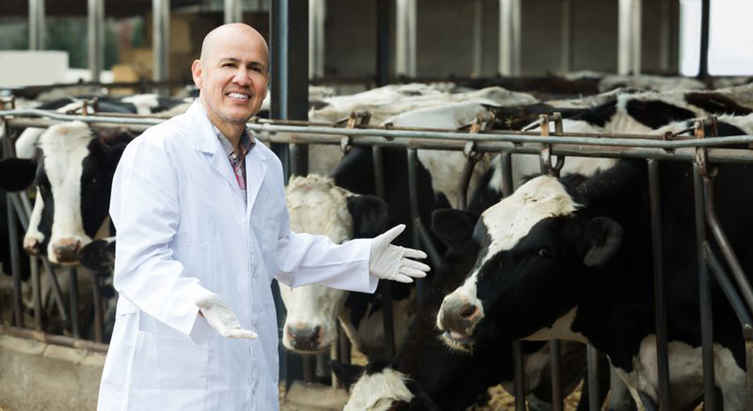 Vet and cows. Photo: Iakov Filimonov, Dreamstime