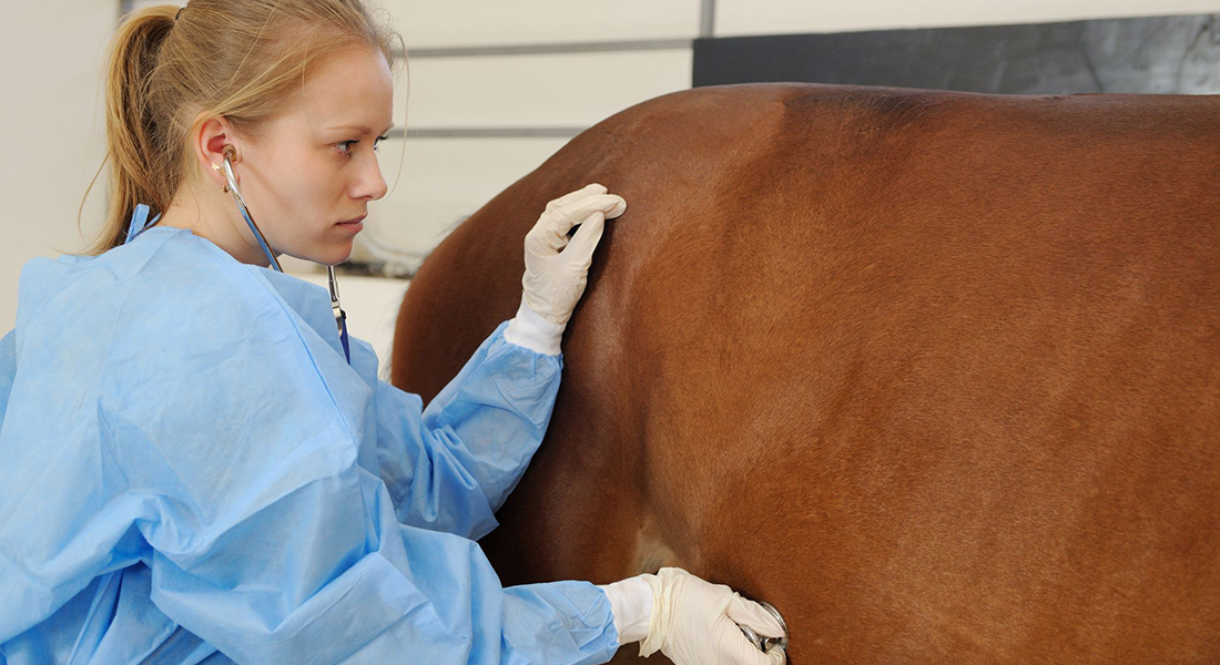 Vet listening to horse. Photo: Irena Titarenco, Dreamstime