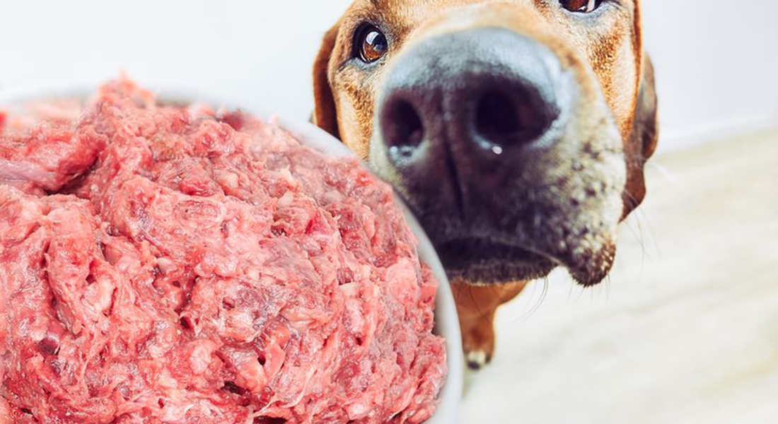 Dog looking at raw meat. Photo: Zontica, iStock