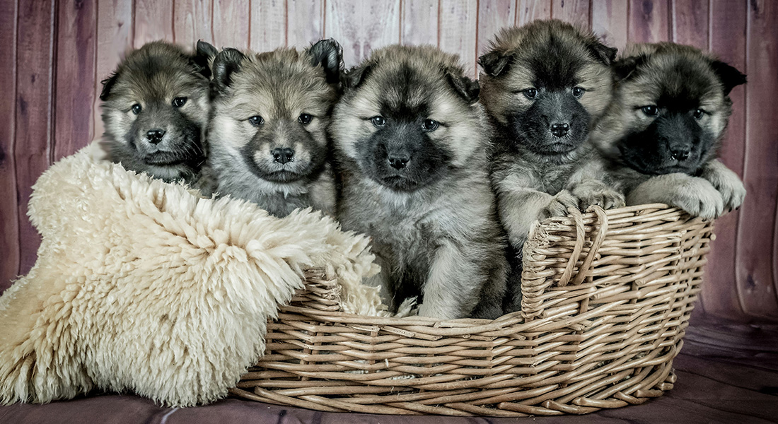 Puppies. Photo: Judi Neumeyer (Unsplash)