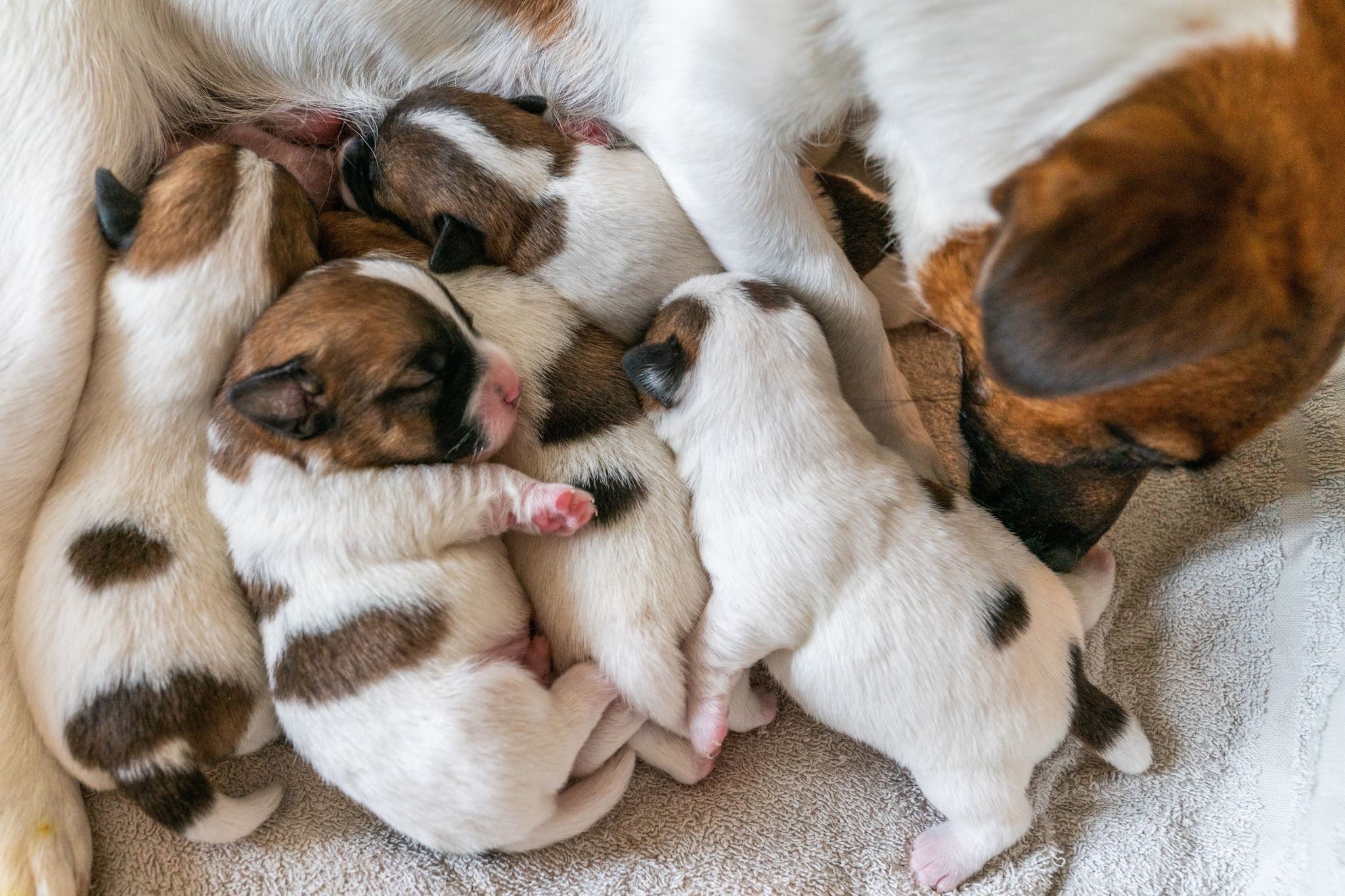 Photo: Viktoria Budko (Shutterstock)