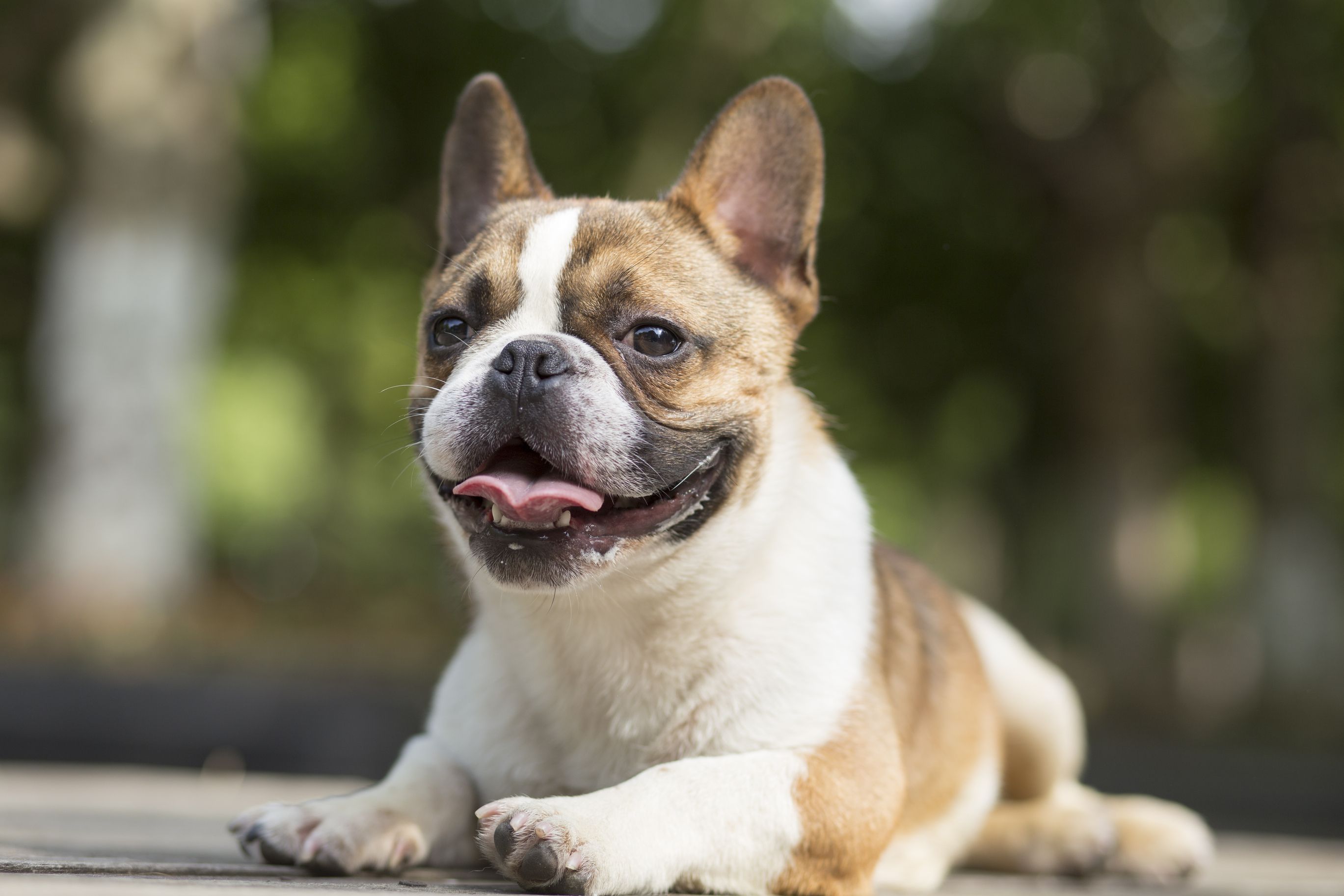 French bulldog. Photo Ya Ge (Dreamstime)