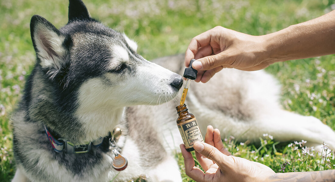 Dog receiving medicine