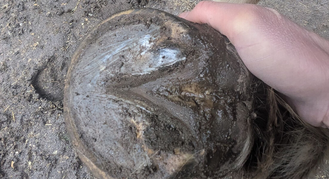 Horse hoof. Photo: Irena Czycholl