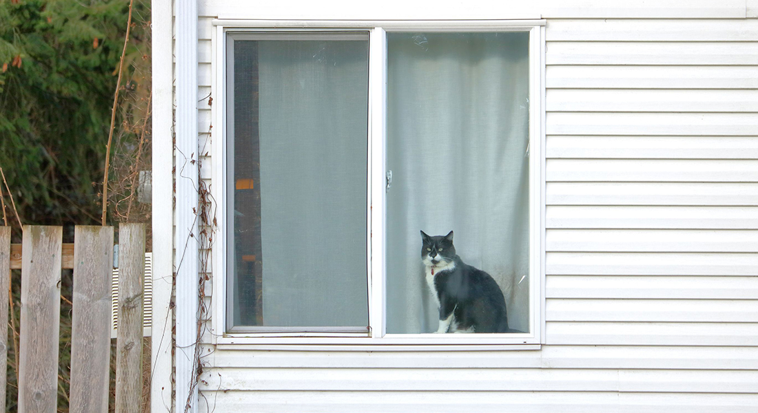 Cat looking out of window. Photo: Modfos, Dreamstime.com 