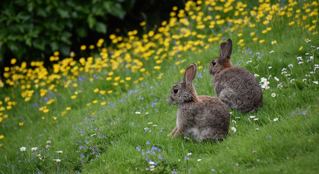 Rabbits. Photo: Richard Bendall, Dreamstime