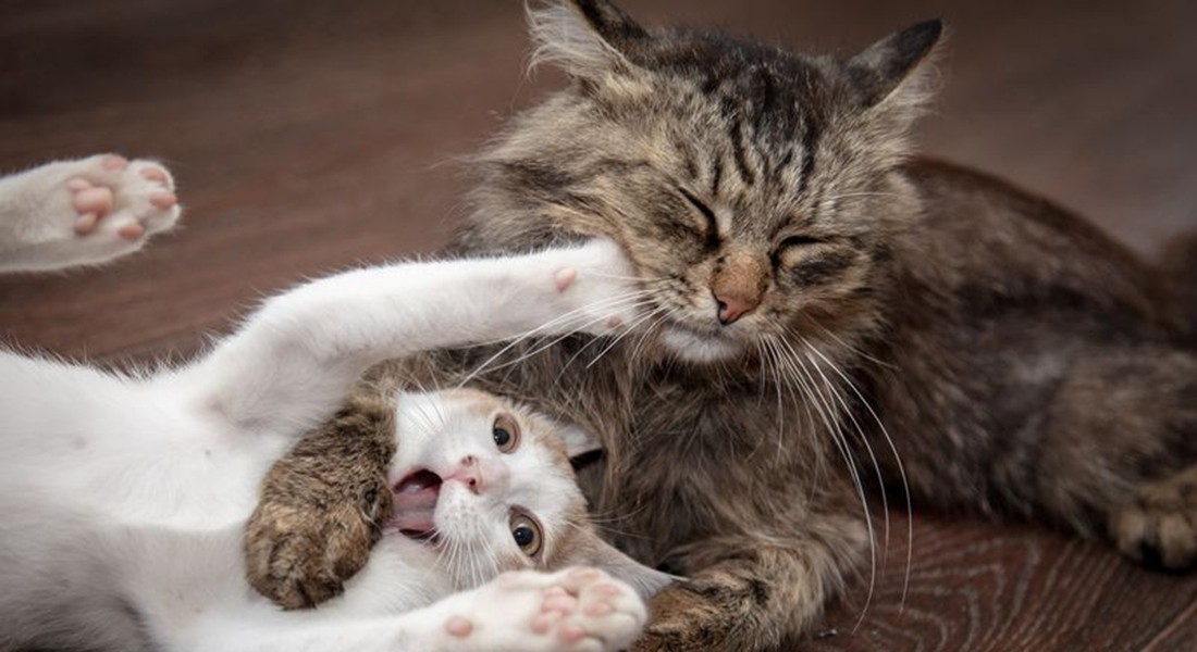 Cats playing. Photo: Andrei Shupilo, Dreamstime