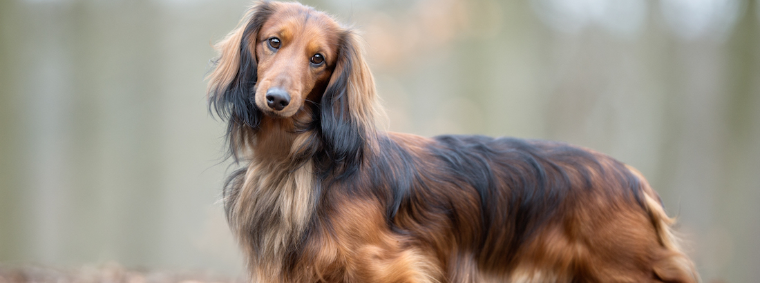 Dachshund looking into the camera