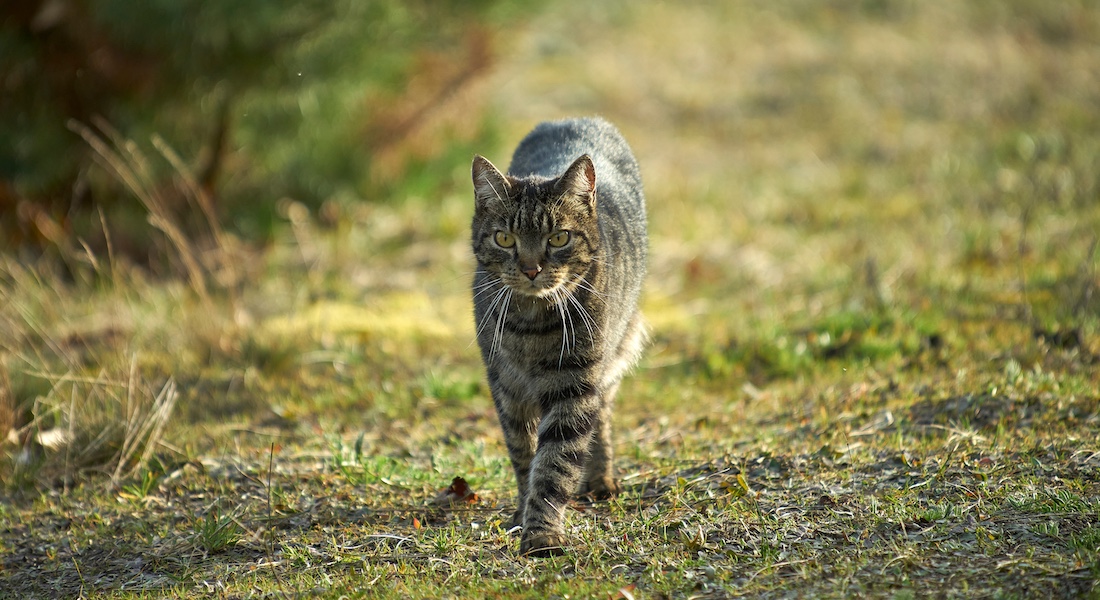 Grey cat walking on grass // Shutterstock.com 