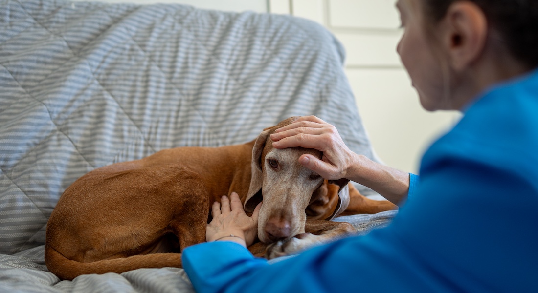 Owner caring for sick dog // Dreamstime.com