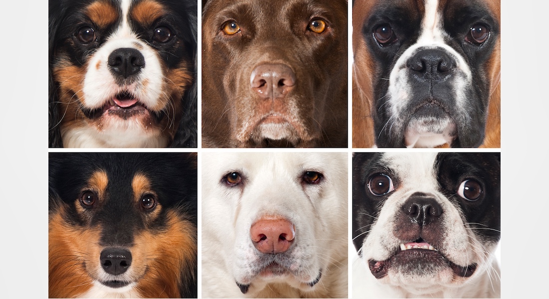 Faces of different dog breeds // Dreamstime.com