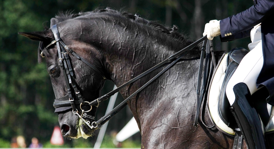 Black dressage horse // Dreamstime.com