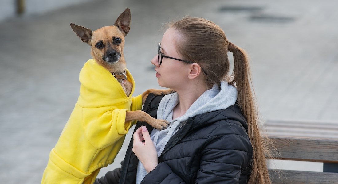 Russian toy terrier with owner on bench // Dreamstime.com