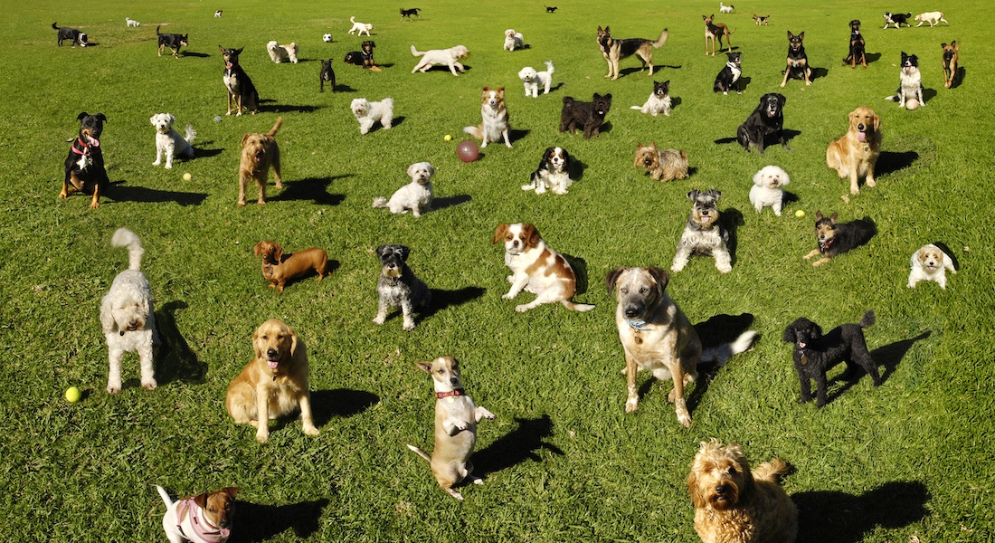 Various dogs in the park // Dreamstime.com