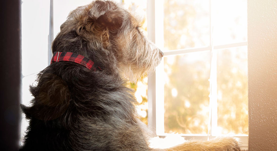 Dog looking out of window. Adogslifephoto, Dreamstime.com