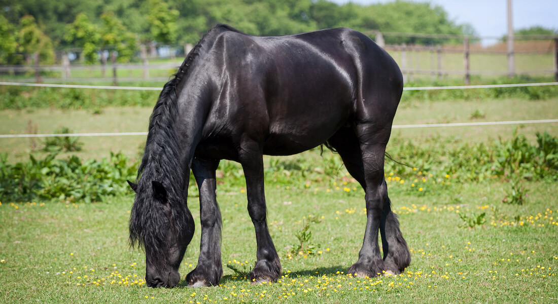Black stallion grazing