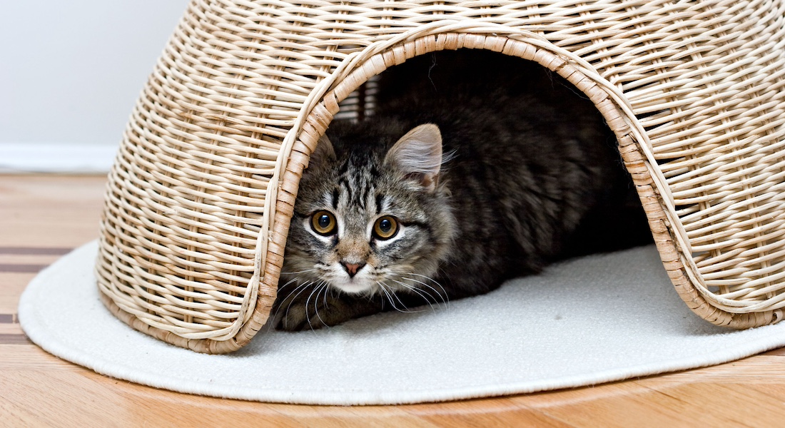 Grey cat lying under a basket