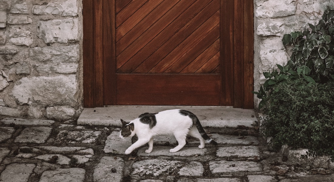 Cat walking away from door