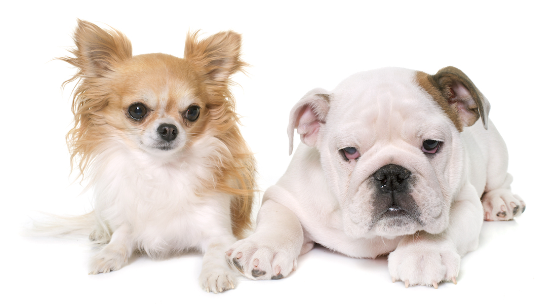 Chihuahua and bulldog puppy