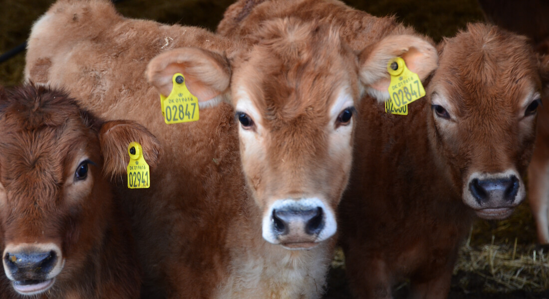 Three brown calves looking into the camera. Photo: Colourbox.com