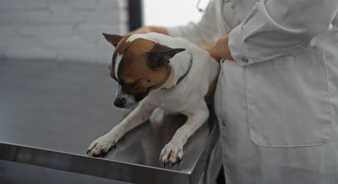 Dog on table in small animal hospital // Dreamstime.com