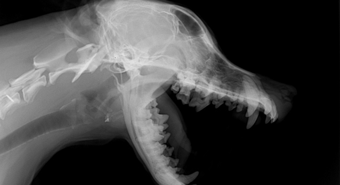 Dog head x-ray // Dreamstime.com