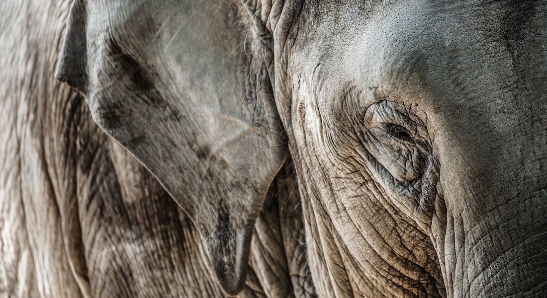 Eye contours and skin texture of elephant. Photo: Curioso.Photography // Colourbox.com