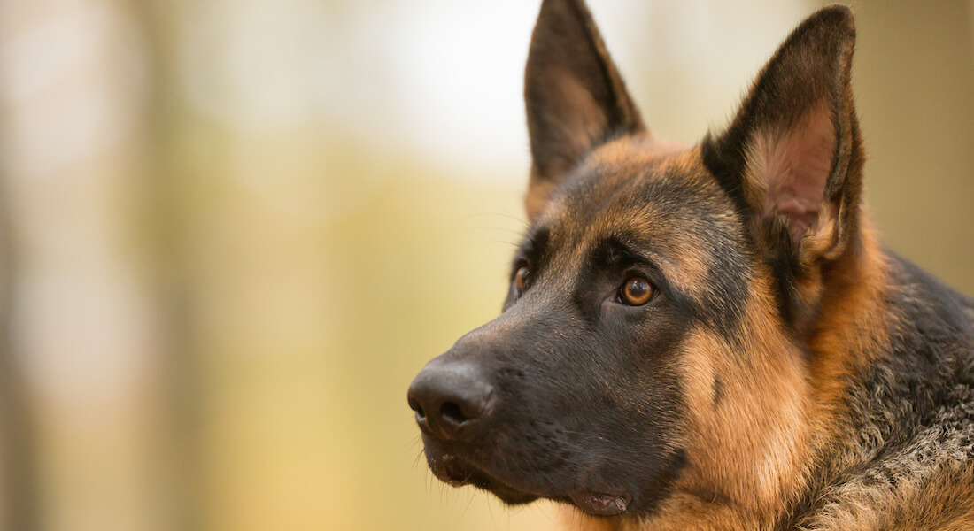 Face of German shepherd dog