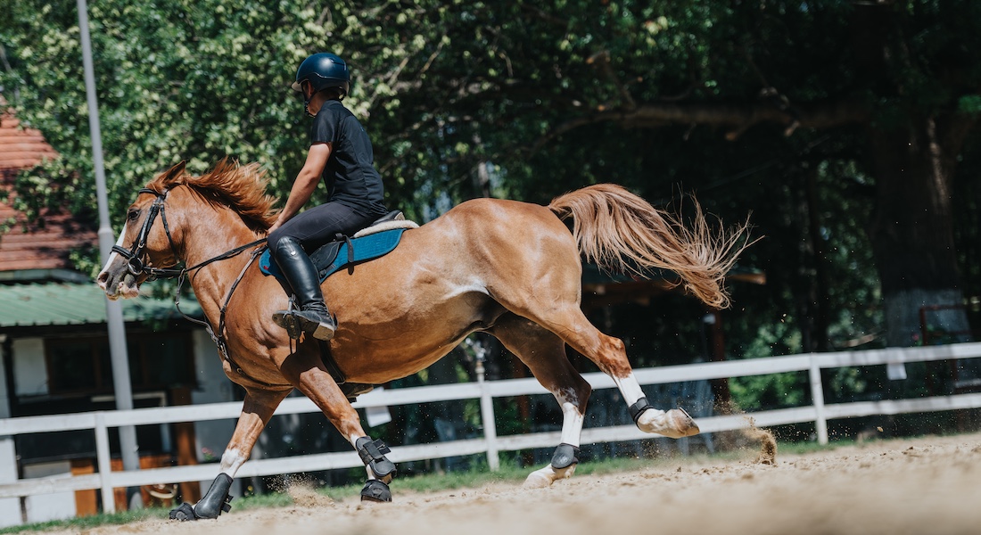 Horse and rider at sport facility // Dreamstime.com