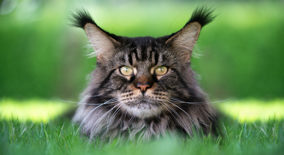 Maine coon cat in grass