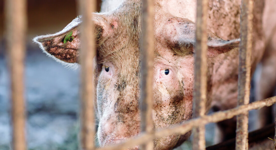 Pig inside breeding farm