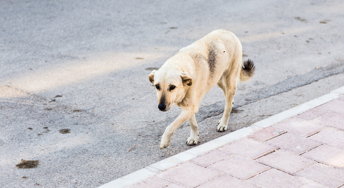 Street dog walking 