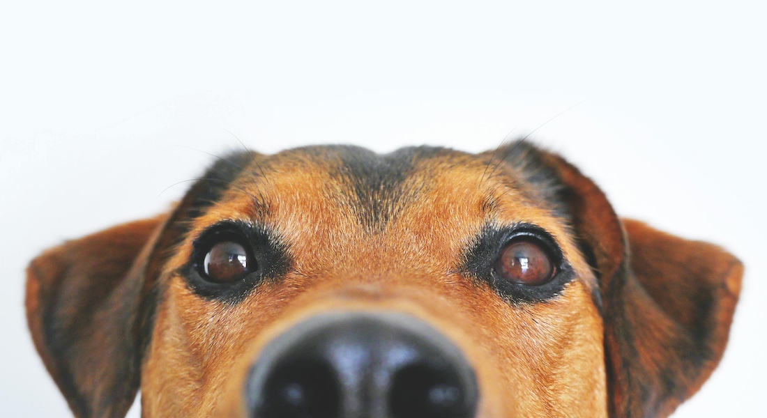 Upper dog face // Pexels.com