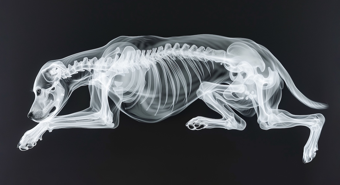 X-ray mockup of dog // Dreamstime.com