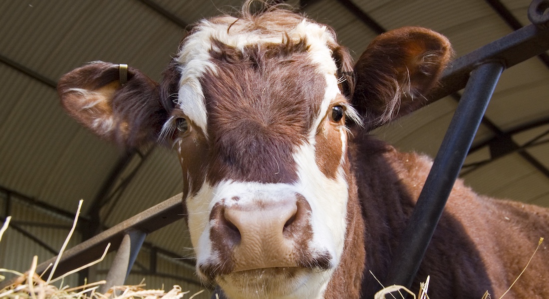 Brown cow // Dreamstime.com