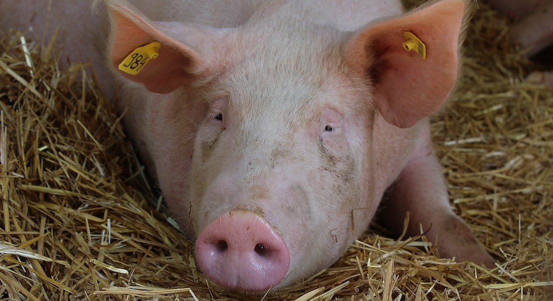 Pig on straw // Dreamstime.com