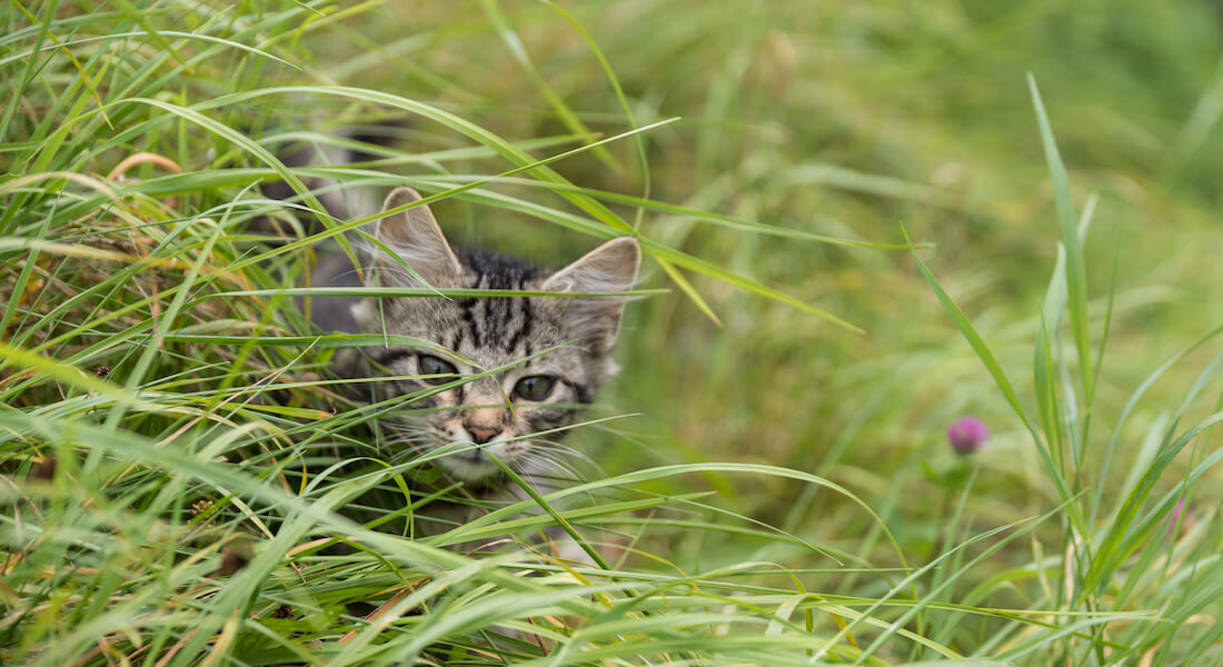 Kitten in grass