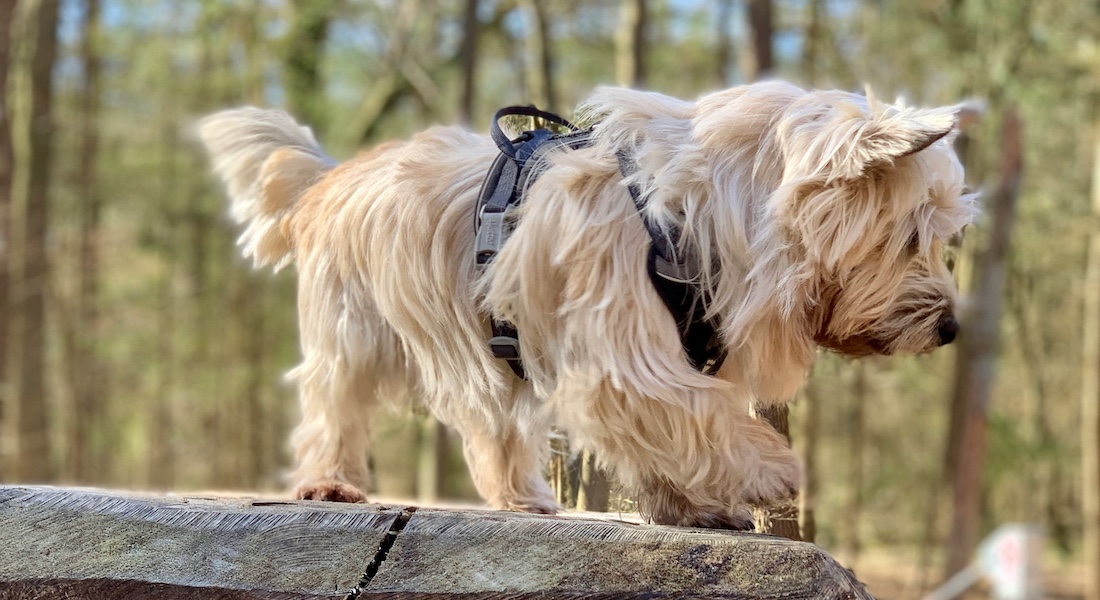 Dog on a tree trunk in the forest // Unsplash.com