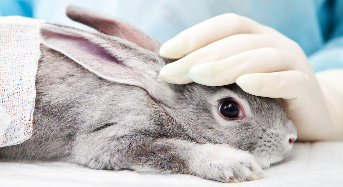 Laboratory rabbit 