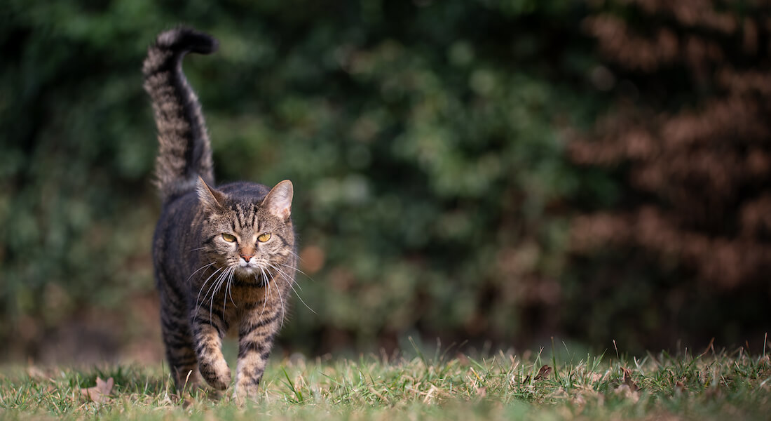 Cat walking on lawn towards camera. Photo: FurryFritz // Colourbox.com