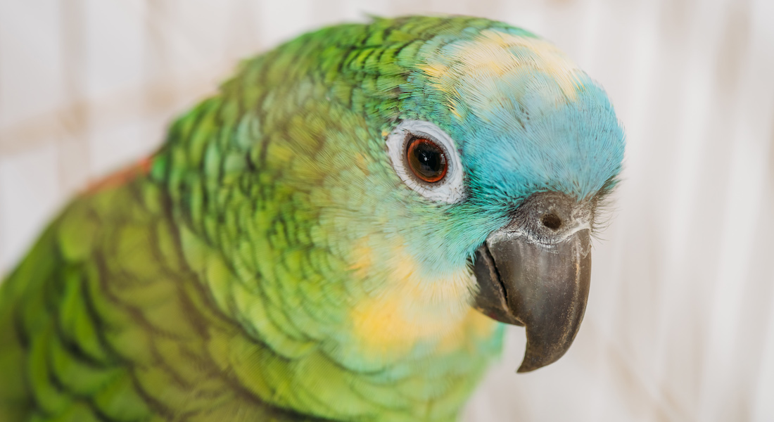 Close-up of parrot face. Photo: Colourbox.com