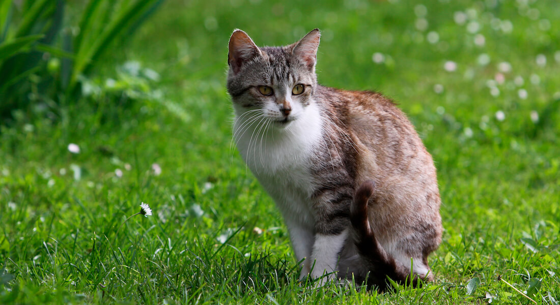  Cat sitting in grass field