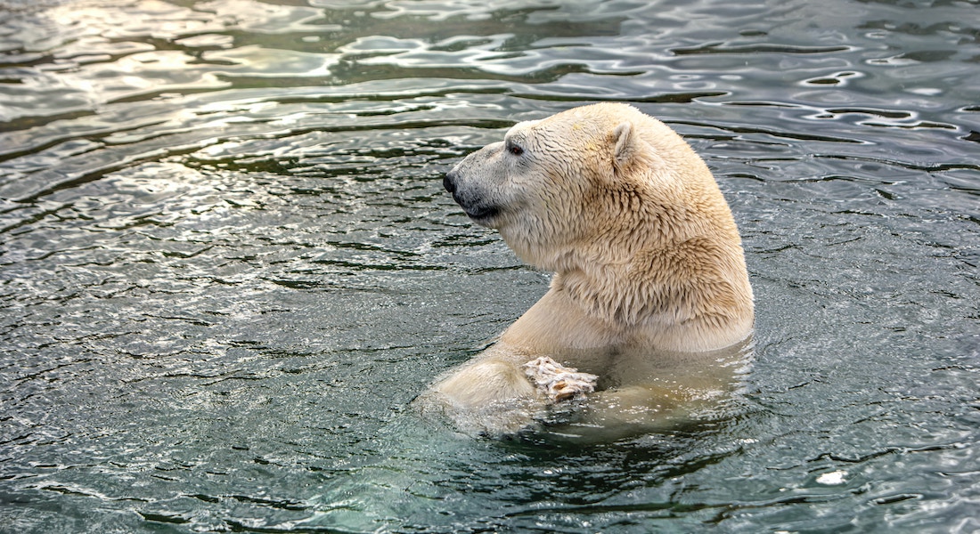 Polar bear swimming. Photo: Erik Karits // Unsplash.com