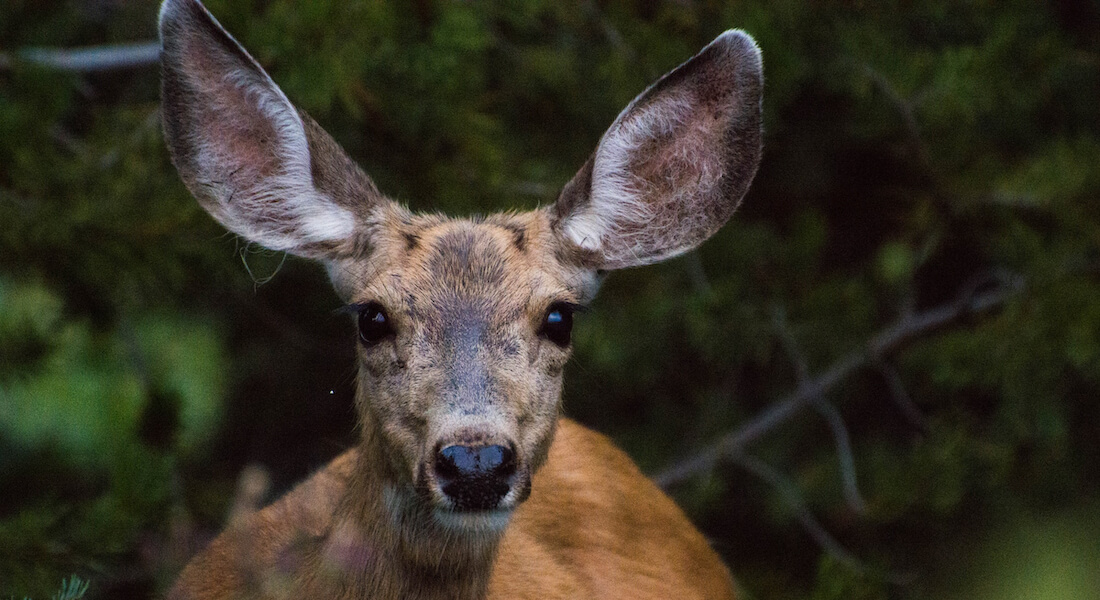 Face of deer in forest